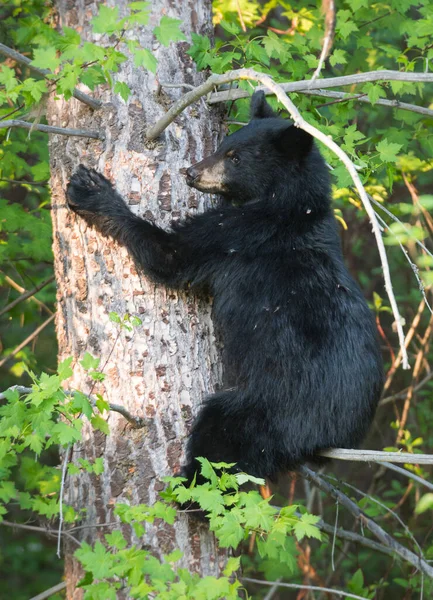 Orso Selvatico Animale Natura Fauna — Foto Stock