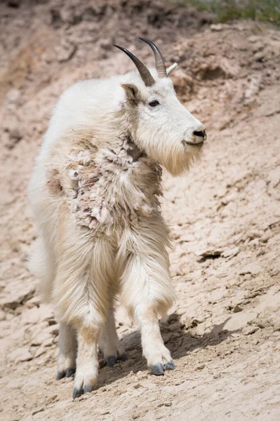 Cabra Montanha Animal Natureza Fauna — Fotografia de Stock