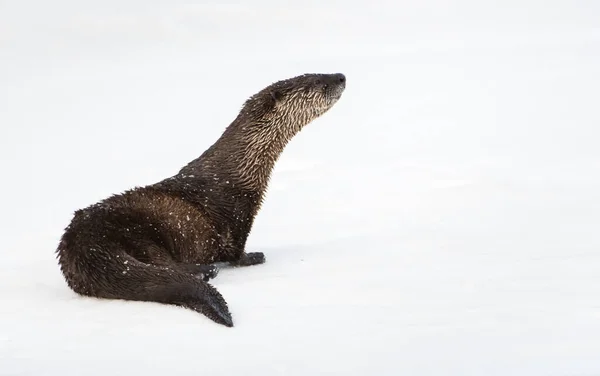 River Otter Dans Nature Animal Nature Faune — Photo