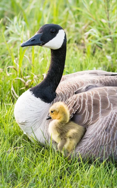 Gansos Canadá Estado Selvagem Pássaros Natureza Fauna — Fotografia de Stock