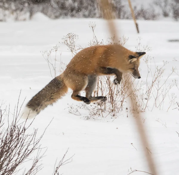 Wilde Rode Vos Natuur Fauna — Stockfoto