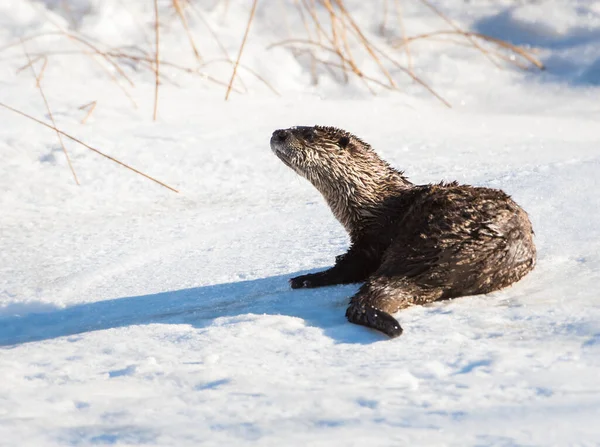 Rzeka Wydra Zwierzę Natura Fauna — Zdjęcie stockowe