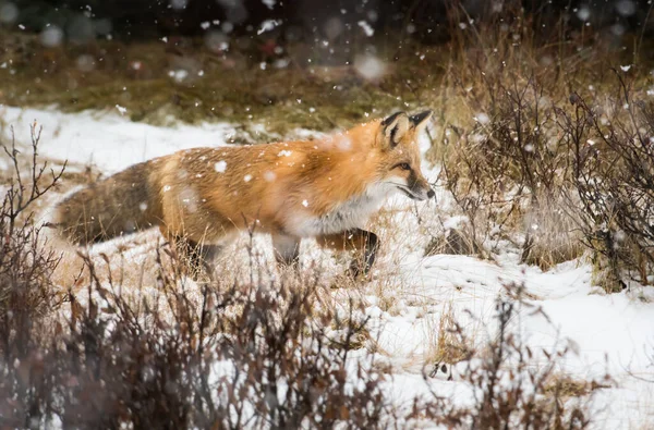 Volpe Rossa Selvatica Inverno Natura Fauna — Foto Stock