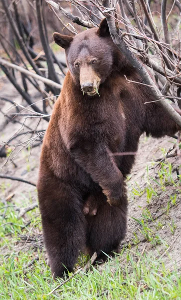 Black Bear Wild Animal Nature Fauna — Stock Photo, Image