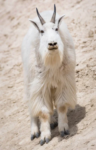 Cabra Montanha Animal Natureza Fauna — Fotografia de Stock