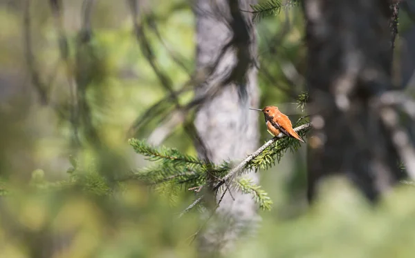 Colibrí Salvaje Pájaro Naturaleza Fauna —  Fotos de Stock