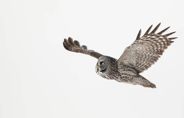 Sowa Dziczy Zwierzaku Natura Fauna — Zdjęcie stockowe