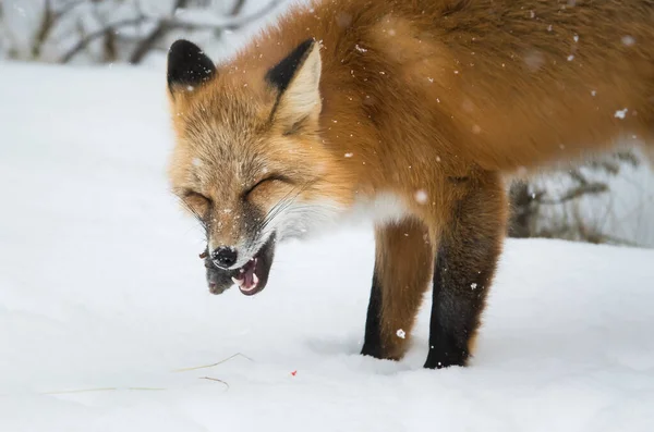 Divoká Červená Liška Zimě Příroda Fauna — Stock fotografie