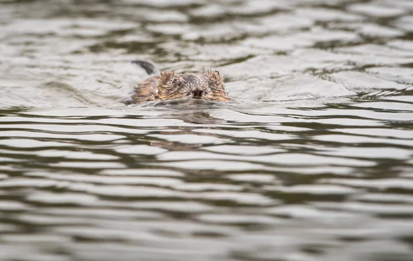 Muskrat Wild Animal Nature Fauna — Stock Photo, Image