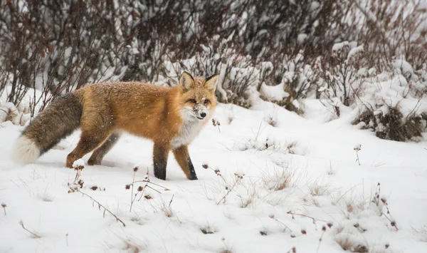 Zorro Rojo Salvaje Naturaleza Fauna — Foto de Stock