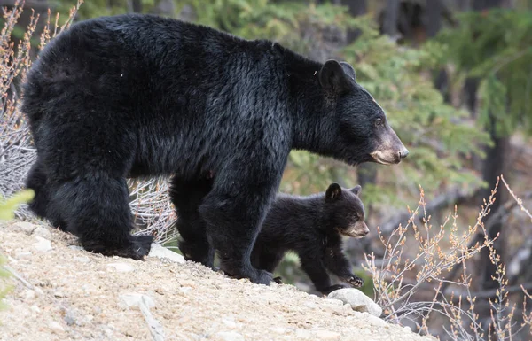 Osos Negros Salvajes Animales Naturaleza Fauna — Foto de Stock