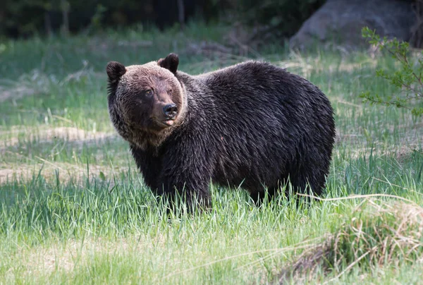 Urso Pardo Selvagem Natureza Fauna — Fotografia de Stock