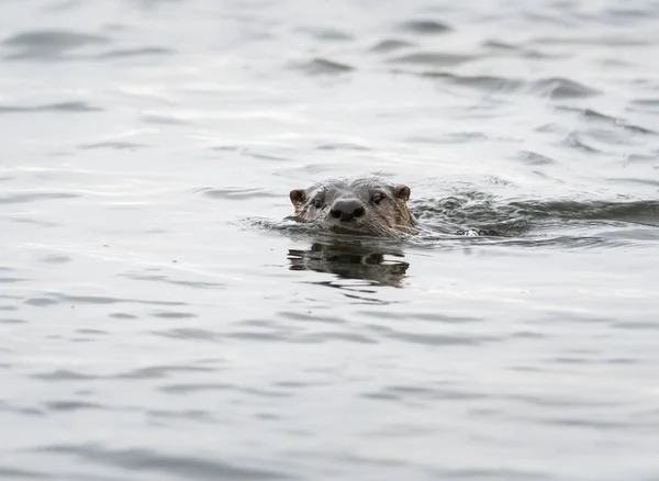 River Otter Estado Salvaje Animal Naturaleza Fauna — Foto de Stock