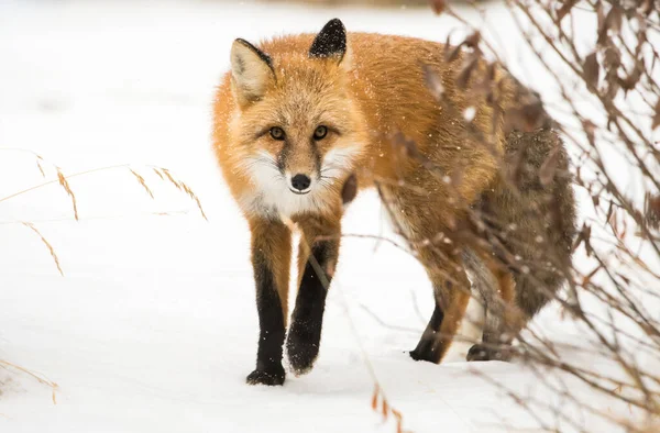 Zorro Rojo Animal Naturaleza Fauna — Foto de Stock