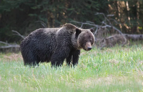 Medvěd Divoký Příroda Fauna — Stock fotografie