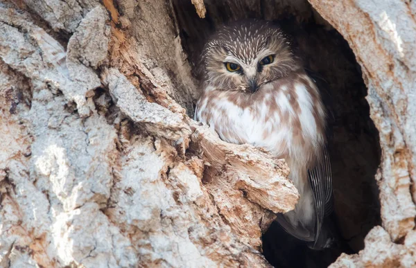 Owl Wild Bird Nature Fauna — Stock Photo, Image