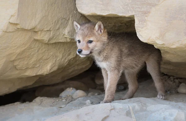 Coyote Pup Het Wild Dier Natuur Fauna — Stockfoto