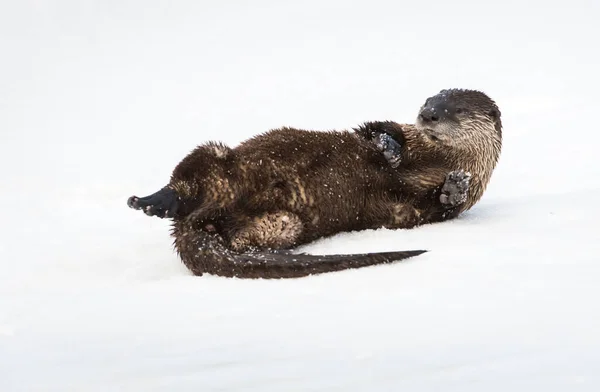 Rzeka Wydra Zimie Natura Fauna — Zdjęcie stockowe