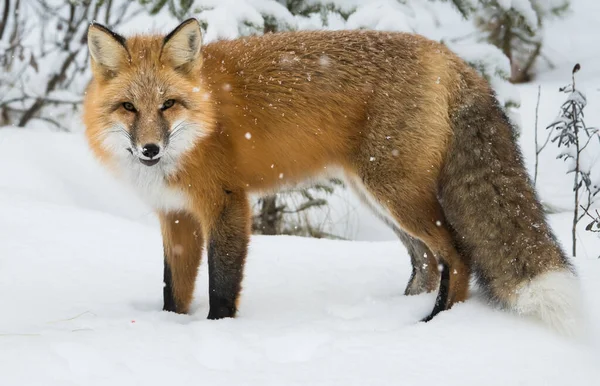 Vad Vörös Róka Télen Természet Állatvilág — Stock Fotó