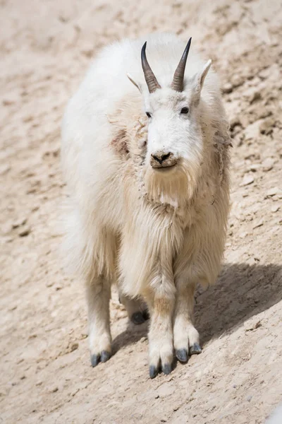 Mountain Goat Dier Natuur Fauna — Stockfoto