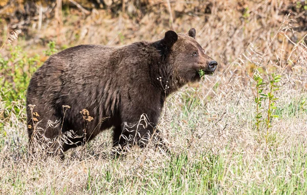 Дикий Грізлі Ведмідь Природа Фауна — стокове фото