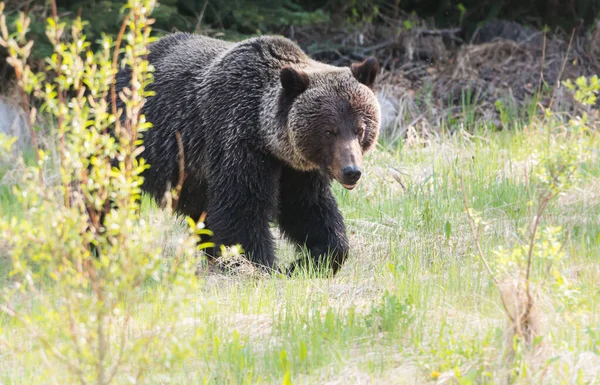 Orso Grizzly Selvatico Natura Fauna — Foto Stock