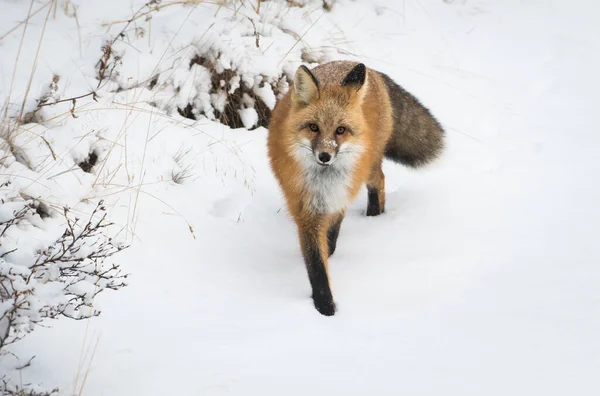 Κόκκινη Αλεπού Ζώο Φύση Πανίδα — Φωτογραφία Αρχείου