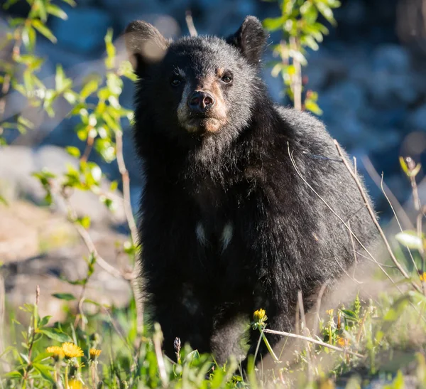 Чорний Ведмідь Дикій Природі Природа Фауна — стокове фото