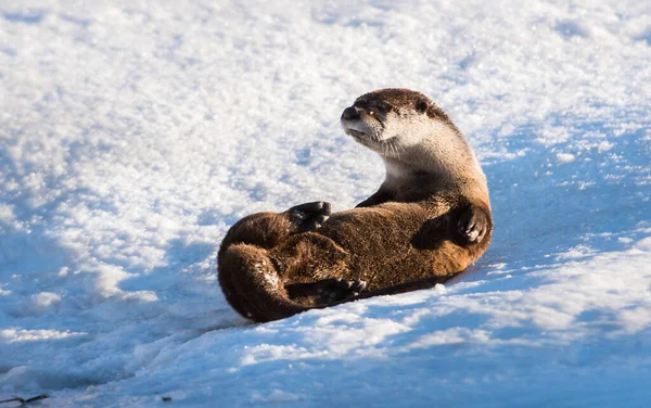 Rzeka Wydra Dziczy Zwierzę Natura Fauna — Zdjęcie stockowe