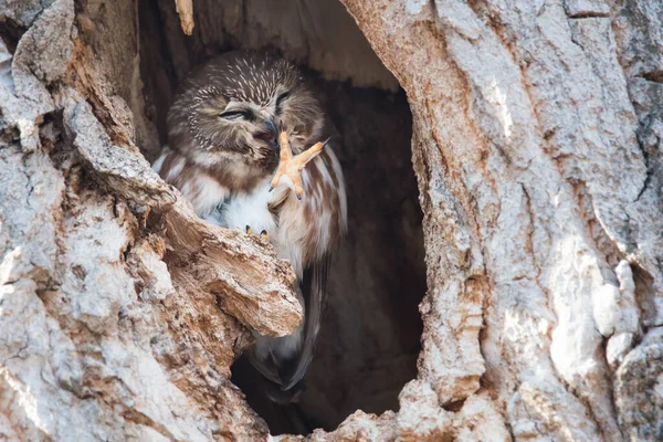 Gufo Selvatico Uccello Natura Fauna — Foto Stock