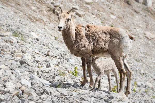 Bighorn Sheep, lamb  in wild, animal. Nature, fauna