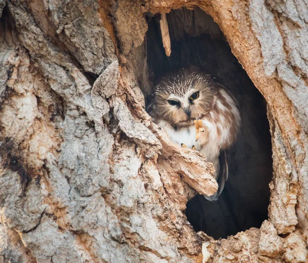 Gufo Selvatico Uccello Natura Fauna — Foto Stock