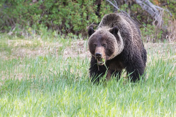 Άγρια Αρκούδα Grizzly Φύση Πανίδα — Φωτογραφία Αρχείου