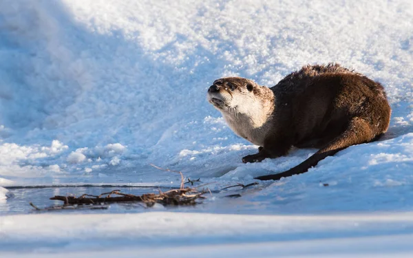 River Otter Animal Natureza Fauna — Fotografia de Stock