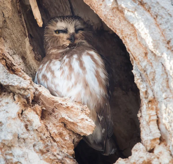 Vild Uggla Fågel Natur Fauna — Stockfoto