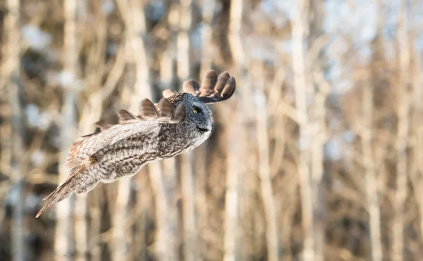 Owl Wild Animal Nature Fauna — Stock Photo, Image