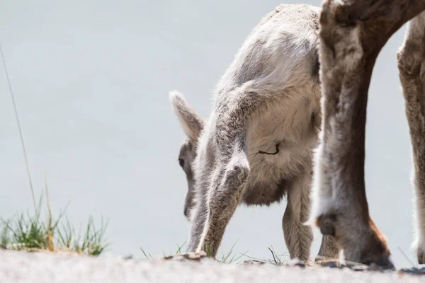 Бигхорн Овца Ягненок Дикой Природе Животное Природа Фауна — стоковое фото