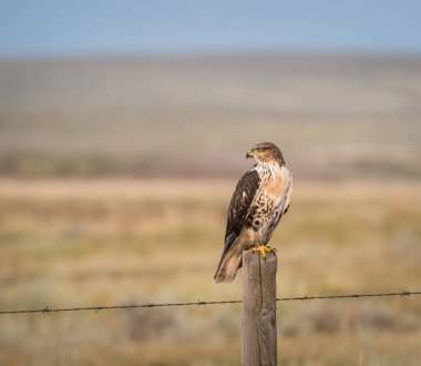 Doğal ortamda güzel bir şahin.
