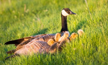 Baharda Kanada kazları ve kazları