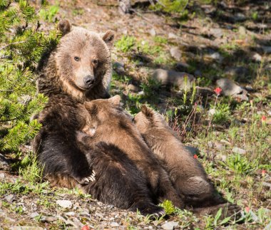Vahşi doğada yavruları olan boz ayı.