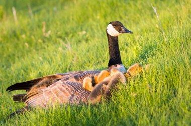 Baharda Kanada kazları ve kazları
