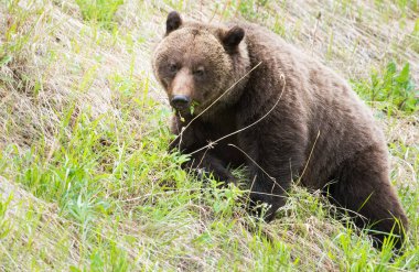 Vahşi doğada yavruları olan boz ayı.