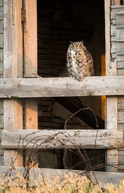 Büyük Boynuzlu Baykuş