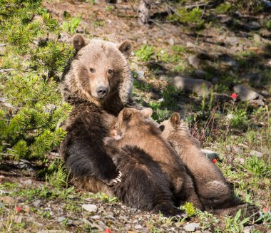 Vahşi doğada yavruları olan boz ayı.
