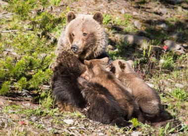 Vahşi doğada yavruları olan boz ayı.