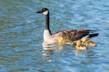 Baharda Kanada kazları ve kazları