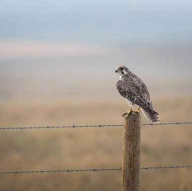 Doğal ortamda güzel bir şahin.