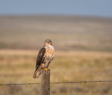 Doğal ortamda güzel bir şahin.