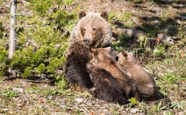 Vahşi doğada yavruları olan boz ayı.
