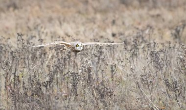 Doğal ortamda kısa kulaklı baykuş.